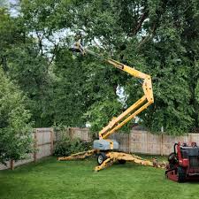 Best Lawn Maintenance Plans  in Oak View, CA