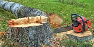 Best Firewood Processing and Delivery  in Oak View, CA
