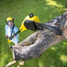 Best Tree Preservation Services  in Oak View, CA