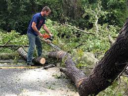 Best Emergency Tree Removal  in Oak View, CA