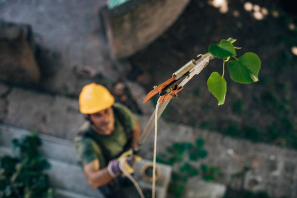 Best Tree Risk Assessment  in Oak View, CA