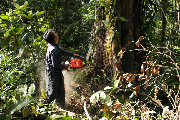 Best Root Management and Removal  in Oak View, CA