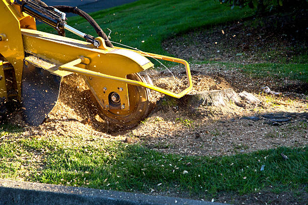 Trusted Oak View, CA Tree Removal Experts