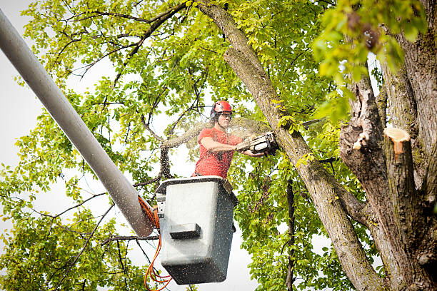 Best Tree and Shrub Care  in Oak View, CA